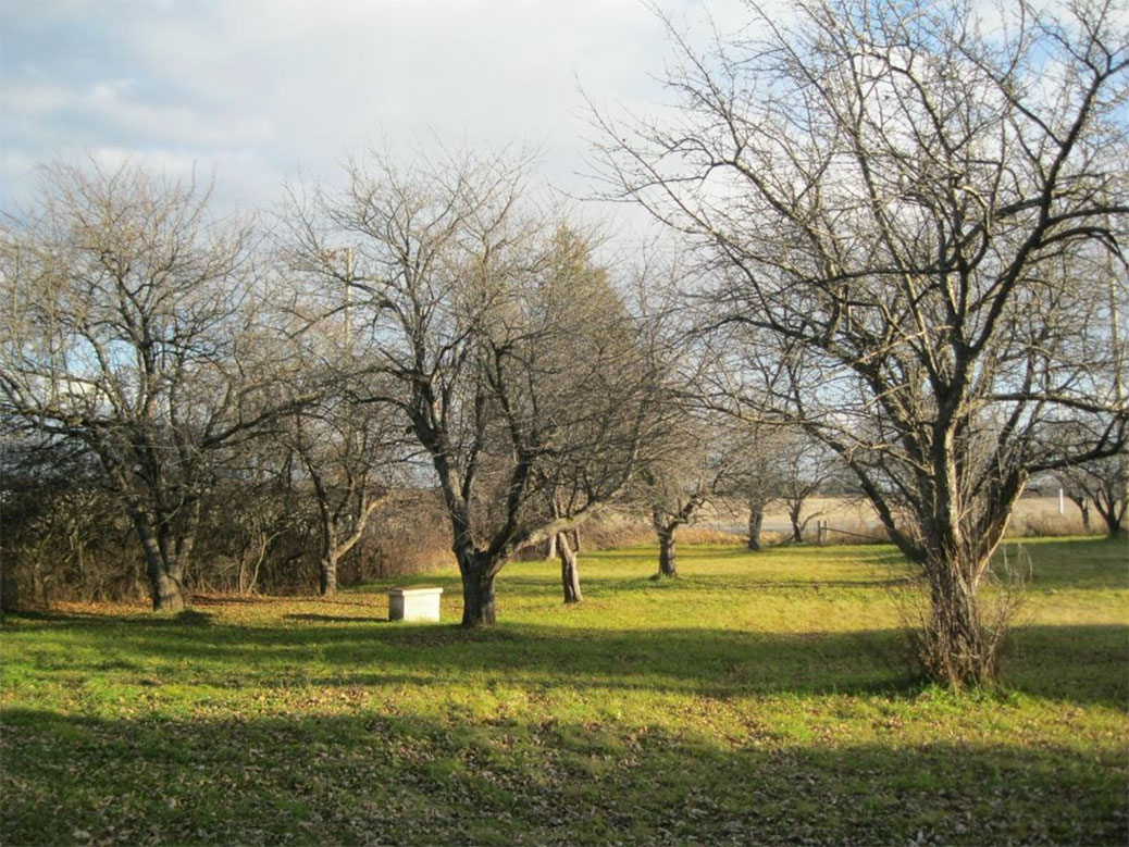 The apple orchard. Photo via City of Ottawa.