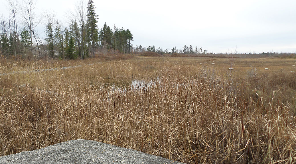 Looking west from a culvert on Rothbourne Road, October 2015. The southern edge of the property is visible along the left side of this photo.