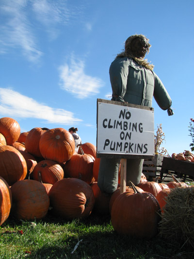 Pumpkins for sale at Abby Hill Farms, Bankfield at Prince of Wales. Photo by Glen Gower.