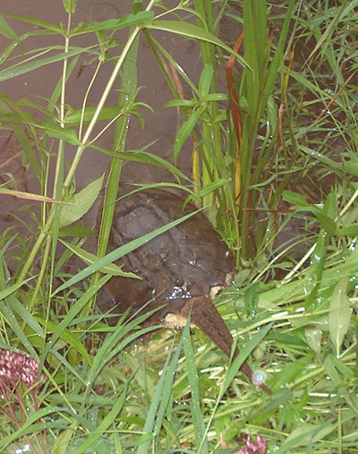 Laula the turtle gets returned to Poole Creek