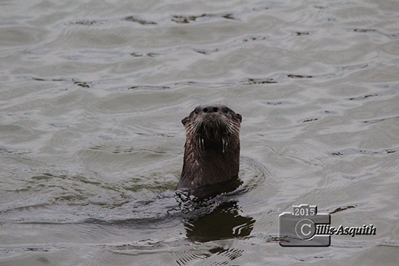 Otter in the Jackson Trails pond. November 2015. Photo by Jacinta Cillis-Asquith.