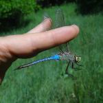 Discover Dragonflies and Butterflies at the High Lonesome Nature Reserve