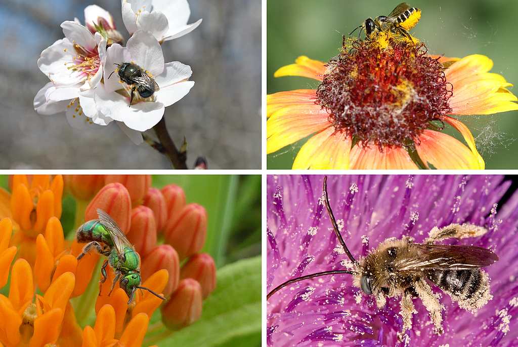 The plight of critical insects - Pollinators the absolute MVP’s of life ...