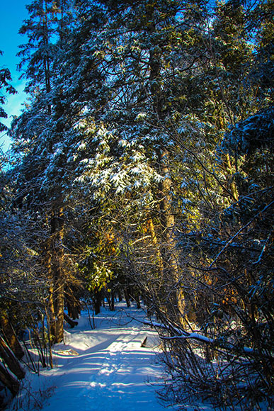 Winter walk along Poole Creek. Photo by Barry Gray