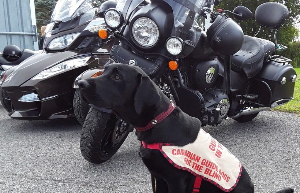 Cycle Jersey - Guide Dogs for the Blind