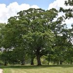 Lets Talk About Trees – planting and maintenance essential to a healthier community