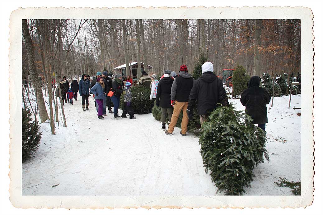 PHOTOS: Christmas tree farms near Stittsville - Stittsville Central - Local News, Events and ...