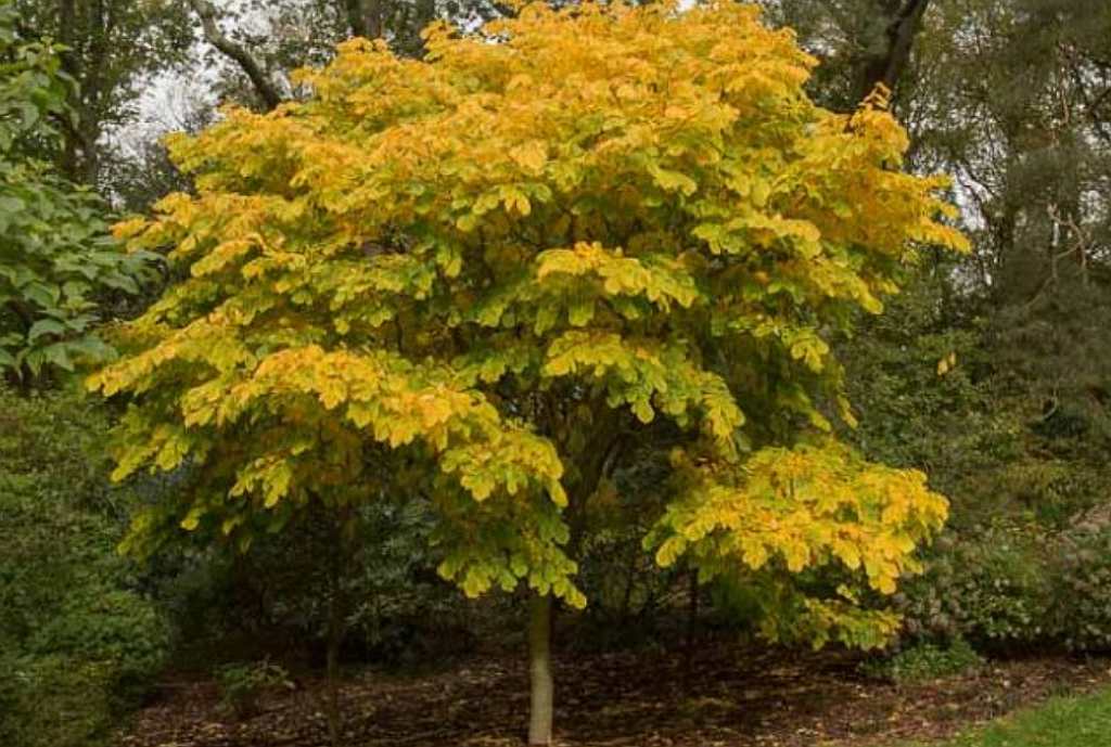 Plant Your Place! A free tree for residents who register - Stittsville ...