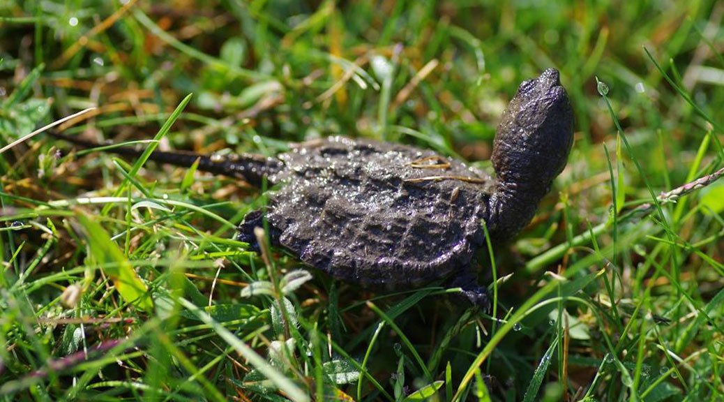 Baby Snapping Turtle. Photo courtesy of CPAWS Ottawa Valley.