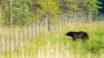 Black bear near Hazeldean Road and Jinkinson Road, June 4, 2015. Photo by Kenny B Images.