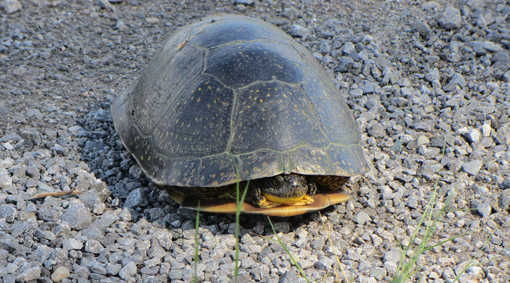 Blanding's Turtle along Hazeldean Road. Photo by Ken McRae.