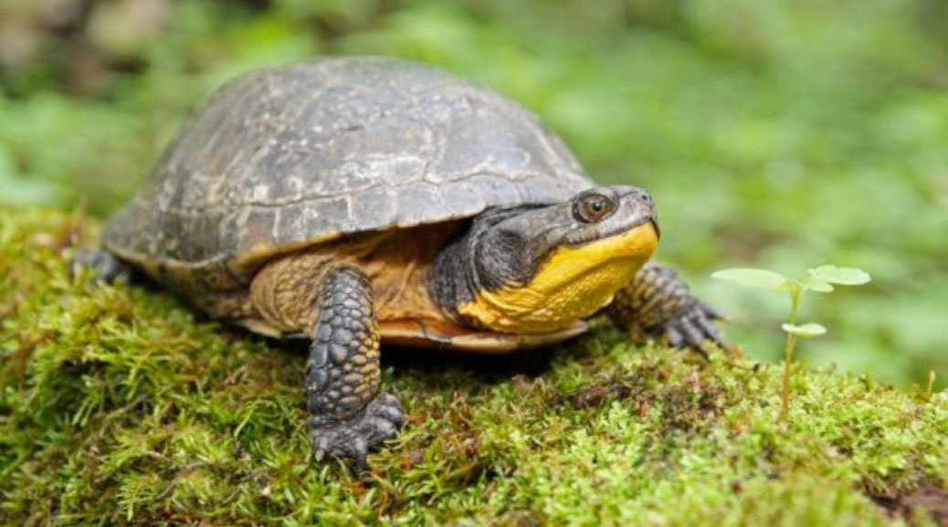 The Blanding's Turtle is one of the species at risk in the Kanata Lakes North land