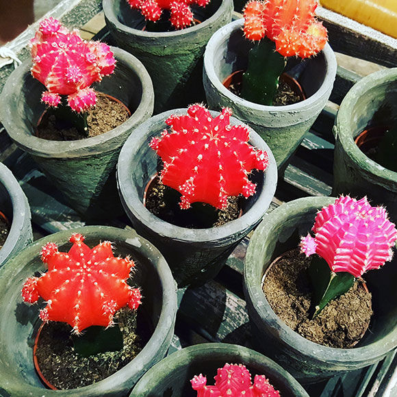 Cactus at blumenstudio