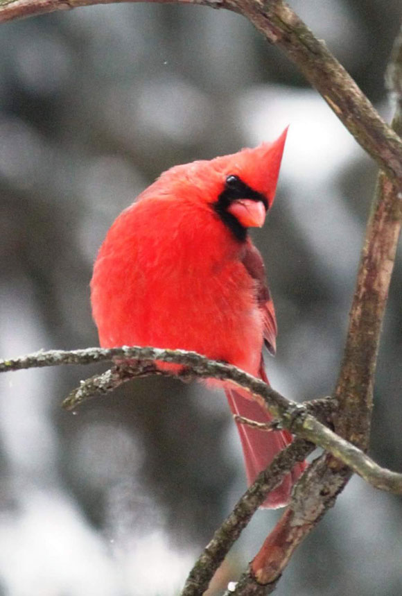 Kim De Angelis spotted this cardinal out her back window on Riverbank Court.