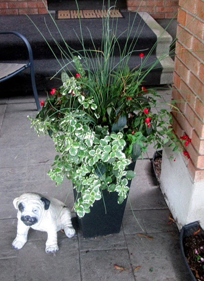 Arthur the cement dog lived in Katimavik next to his friend the potted plant.