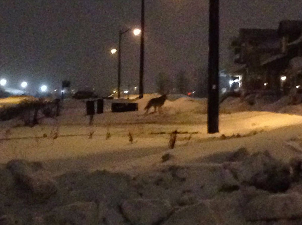 Coyote in the Fairwinds neighbourhood, near Khamsim street, mid-February.