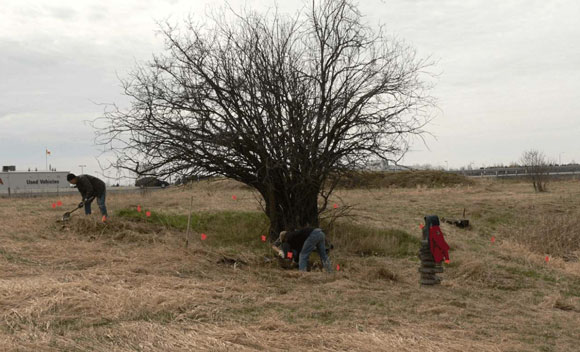 The report notes: "A large sunken feature surrounding an old crab apple tree was the first indication that an historic archaeological site was present between Feedmill Creek and Highway 417 in the southeastern quadrant of the property." Photo via the archaeological report prepared by Adams Heritage.