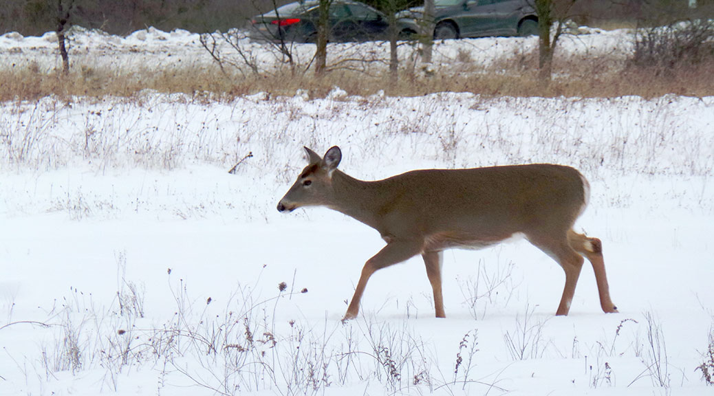 Deer in the Greenbelt between Kanata and Bells Corners. Photo by Glen Gower.