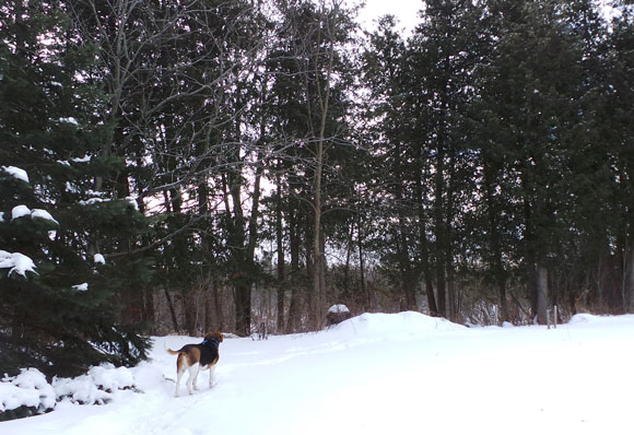 Kroll and Fitzgerald's dog Lily looks towards the group of trees that have been earmarked for removal starting this week.