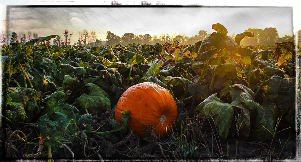 Pumpkin in a field / Photo by Barry Gray