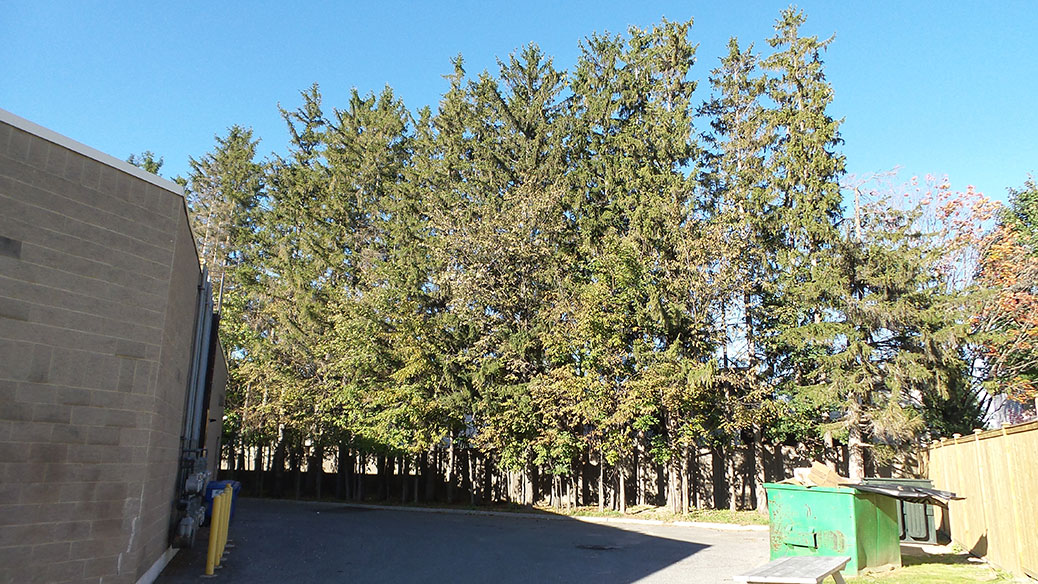 These trees date from before the plaza was built, when the house was still standing.