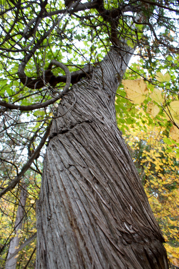 Kemp Woodland. Photo by Coreen Tyers