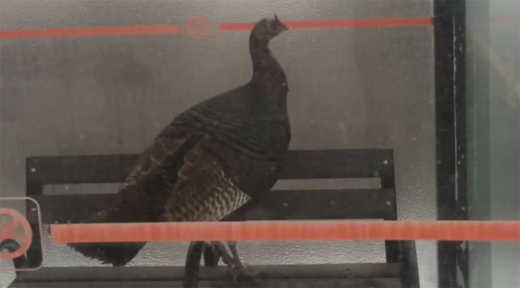Wild turkey inside an OC Transpo bus station