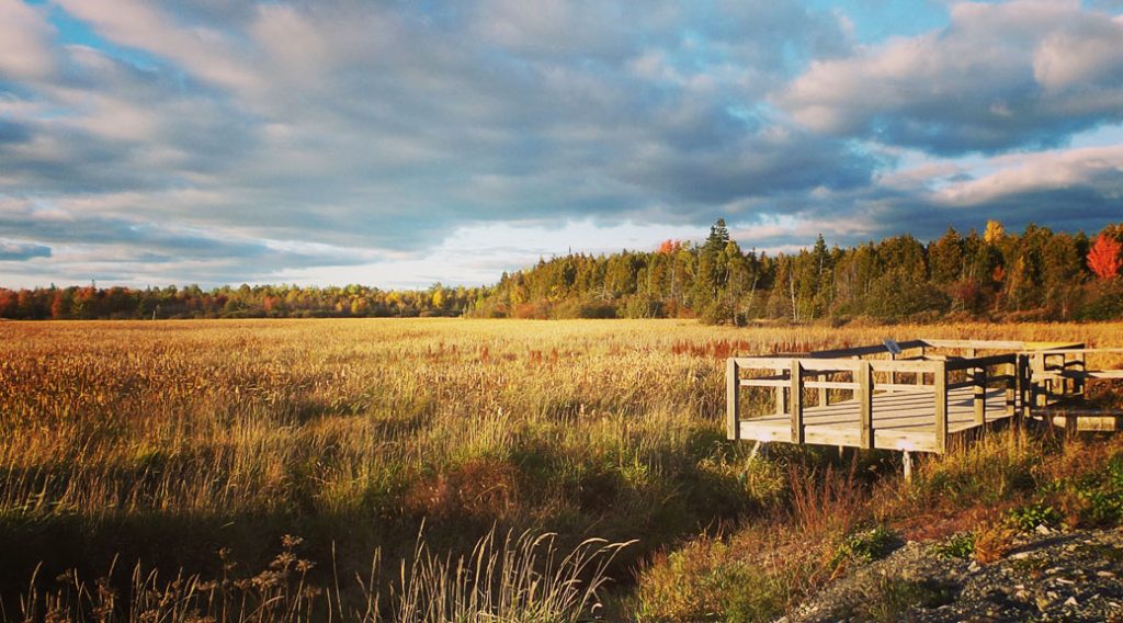 Lookout over the marsh at the head of Poole Creek, along the Trans Canada Trail just west of Stittsville. Photo by Glen Gower.
