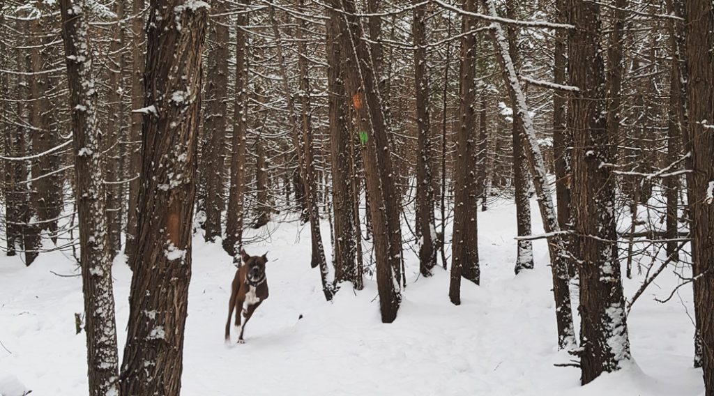 Roscoe the Boxer bolts through the Shea Woods. File photo / December 2017.