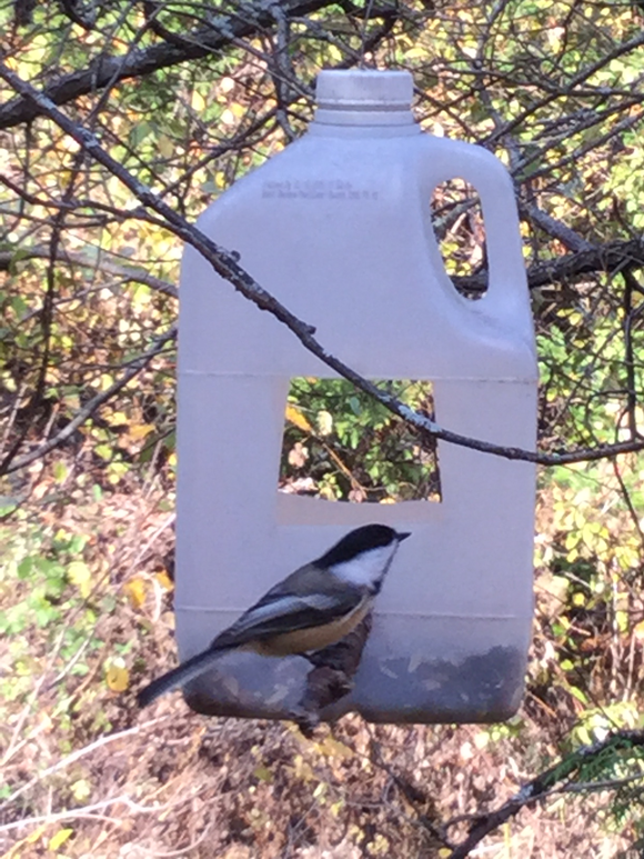 Stopped to watch the Chickadees and Nuthatches today on the TCT west of Westridge. Photo by Janice Blain