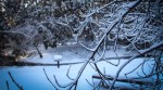 Winter along Poole Creek. Photo by Barry Gray